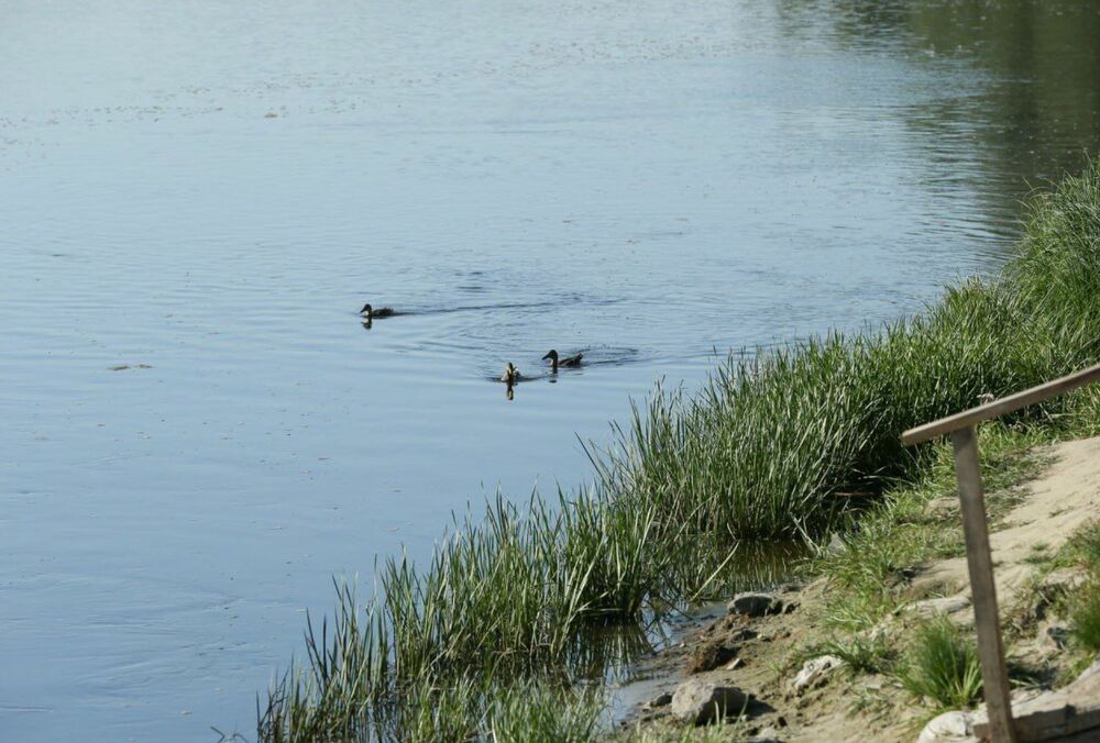 В реке Сейм уже нет массового мора рыбы, но купаться запрещено