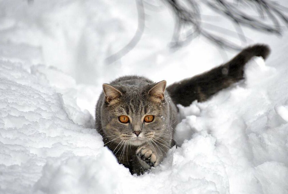 Прогноз погоды: синоптики обещают снегопады