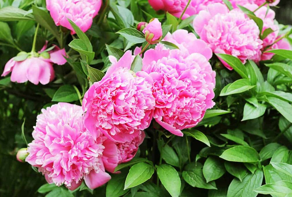 Прогноз синоптиків: в Україну прийшло потепління