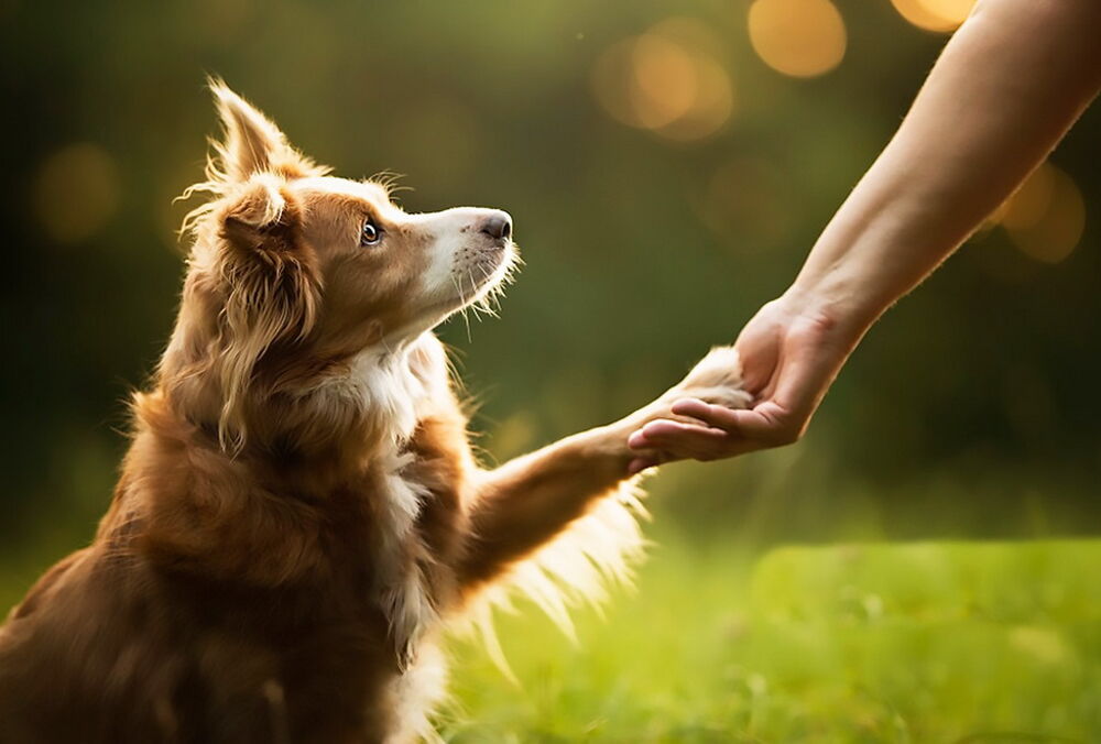 У яких областях України найбільше правопорушень через жорстоке поводження з тваринами