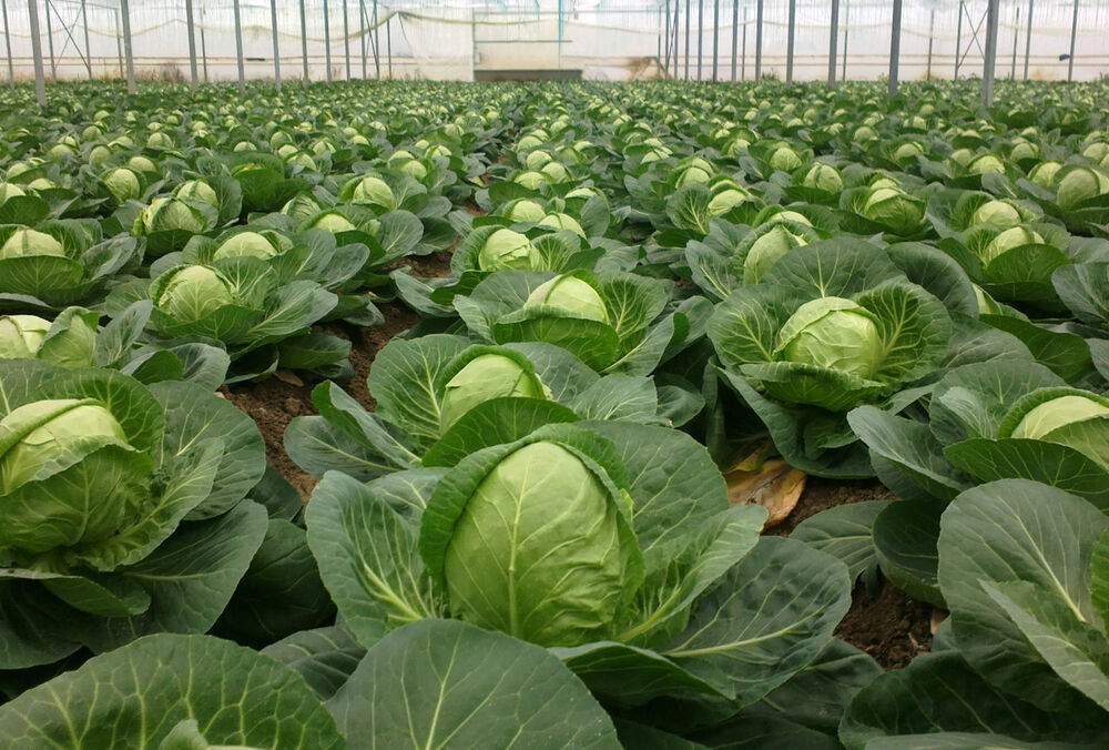 Названы 5 продуктов, которые помогут держать в норме уровень сахара в крови Названы 5 продуктов, которые помогут держать в норме уровень сахара в крови