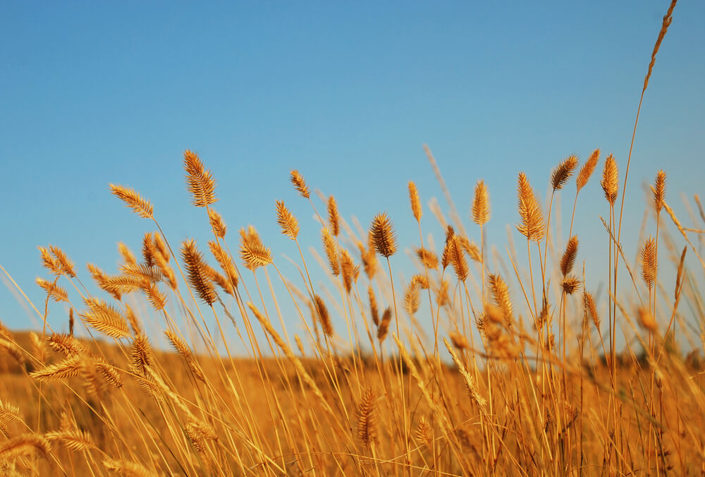 Прогноз погоди: чи варто чекати ослаблення спеки