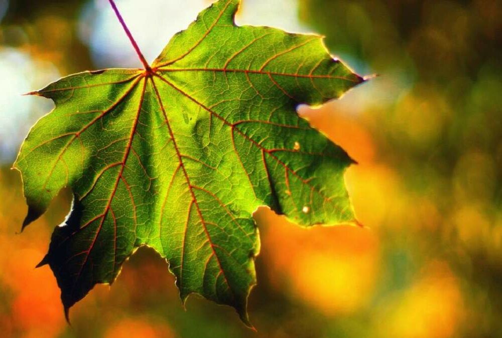 Погода в Украине: когда вернется тепло