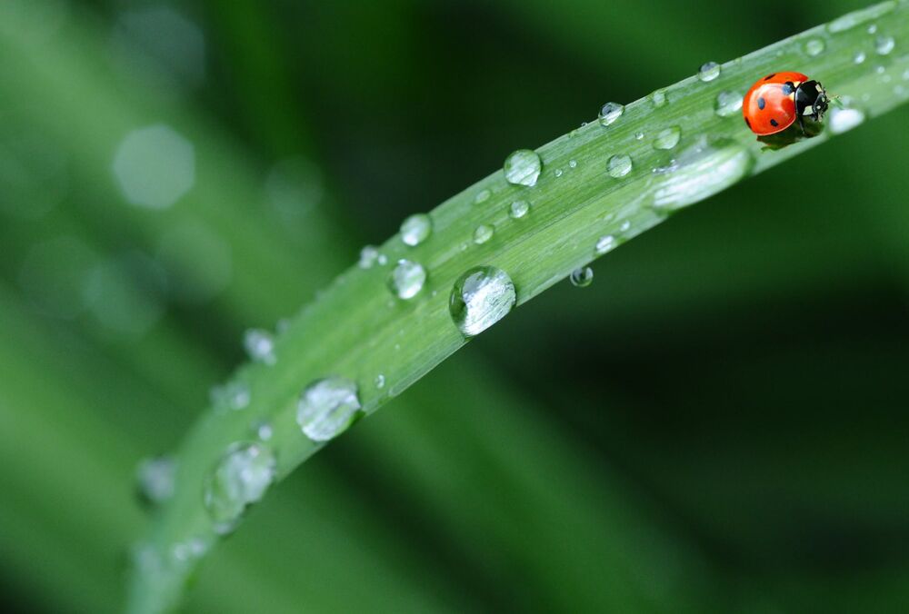 Прогноз синоптиків: де в п'ятницю очікуються грози