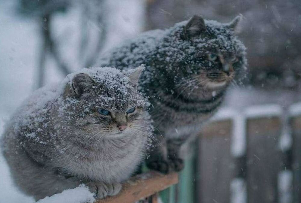 Прогноз синоптиків: в Україну йде похолодання