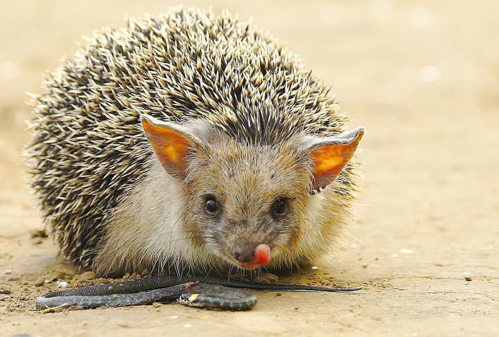 Всемирный день защиты животных: самые редкие виды в Украине