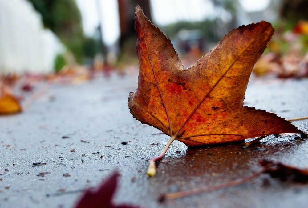 Прогноз погоды: где неделя начнется с дождей
