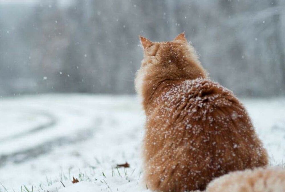 Прогноз погоды в Украине: где ждать потепления