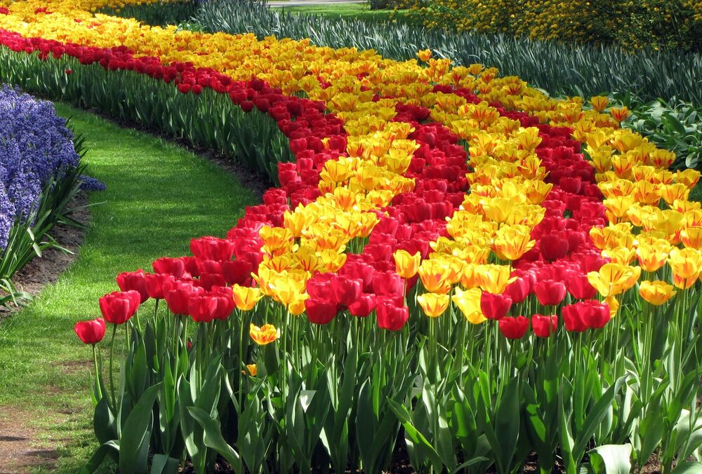 Выставка тюльпанов в киевском парке Спивоче переносится на 7 мая