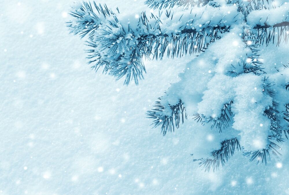 Пункти утилізації новорічних ялинок у Києві: як і де працюватимуть Пункти утилізації новорічних ялинок у Києві: як і де працюватимуть