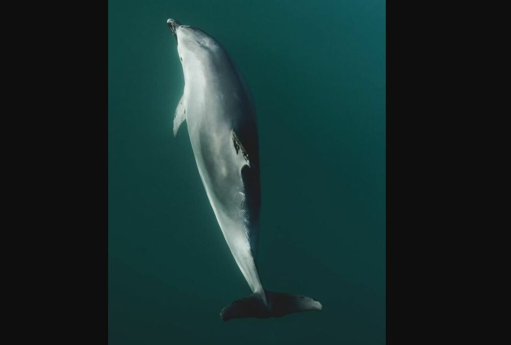 Близько 60 дельфінів загинули через розлив російського мазуту в Керченській протоці