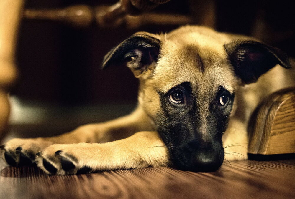 Южная Корея запретит есть собачье мясо