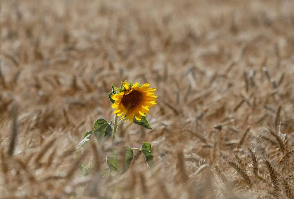 Туреччина купує зерно, яке РФ краде та вивозить з тимчасово окупованих територій України, - ЗМІ