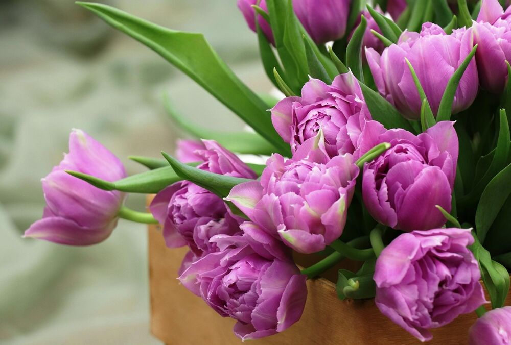 Чи залишати вихідний 8 березня: українцям пропонують проголосувати в Дії