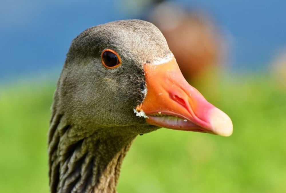 В Китае заявили о распространении нового штамма птичьего гриппа с высокой смертностью 