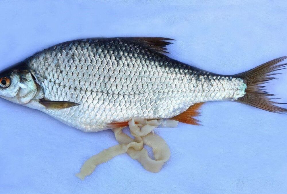 У Дніпрі виявили рибу, заражену паразитами - ФОТО