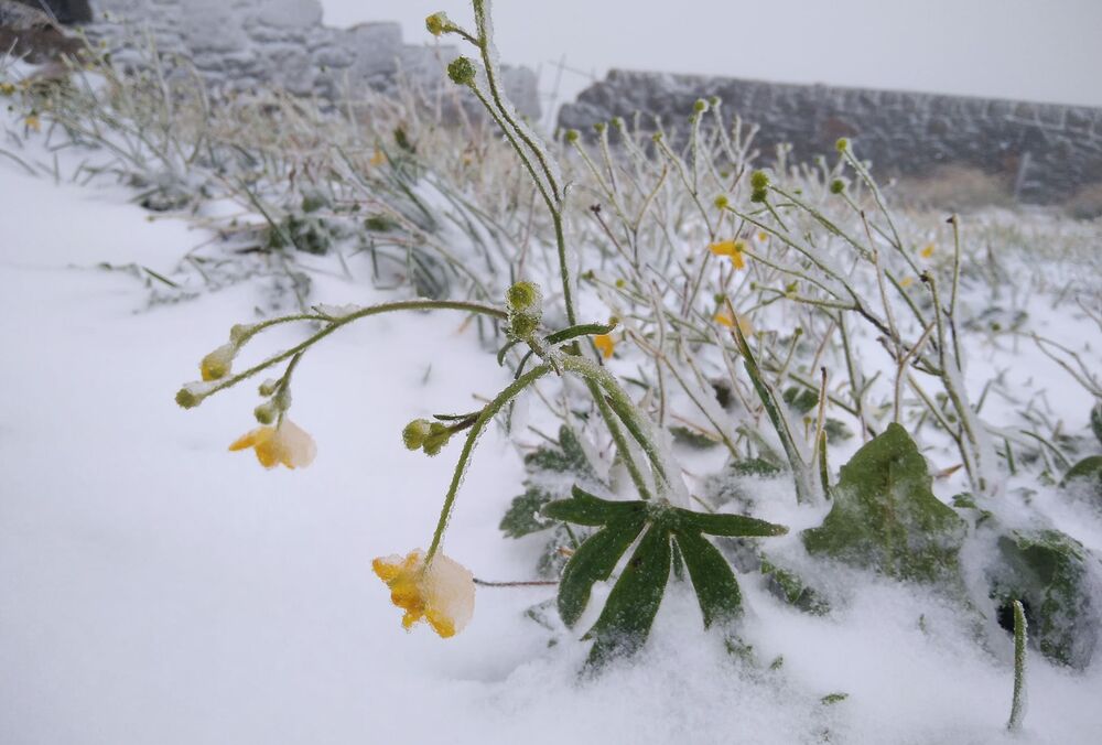 Карпати засипає снігом: вражаючі кадри