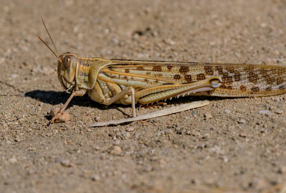 В Херсонской области локализовали нашествие саранчи
