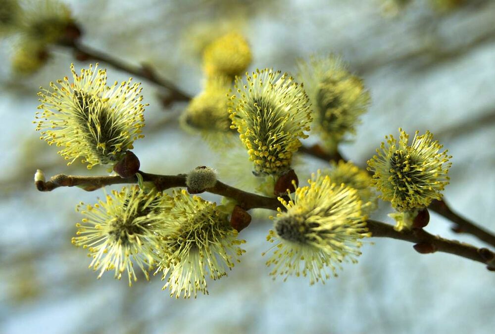 Солнечные выходные: прогноз погоды для Украины