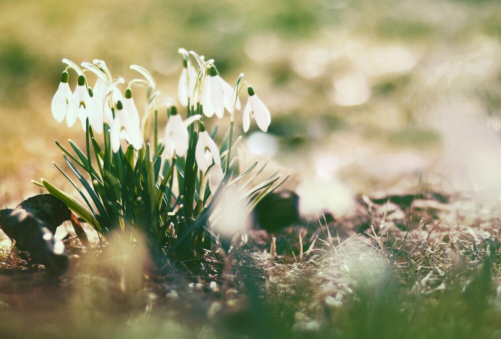 В Україну повертається весняне тепло: прогноз погоди