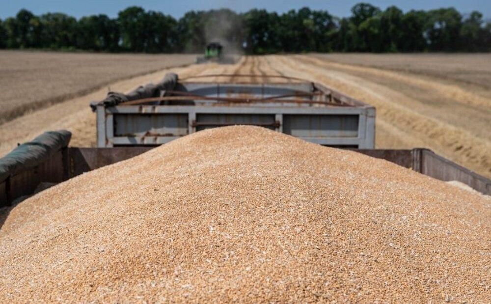 Несмотря на желание России Египет не откажется от закупок украинского зерна 