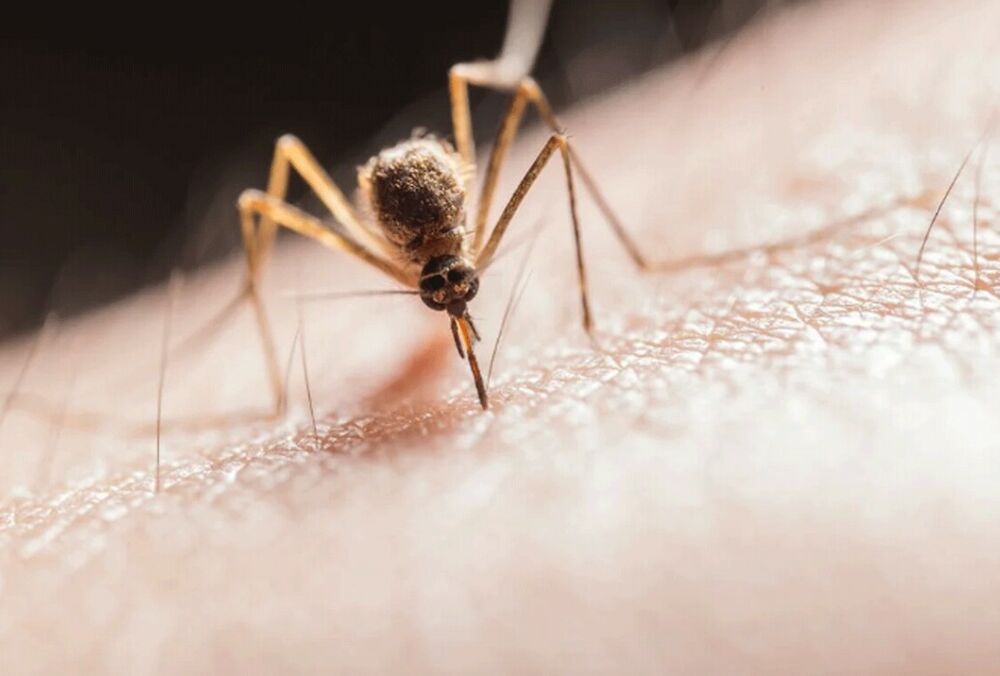 Житель Сум умер от тропической малярии