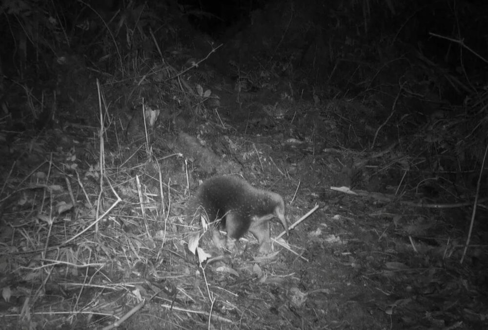 В Індонезії виявили тварину, яку 60 років вважали вимерлою