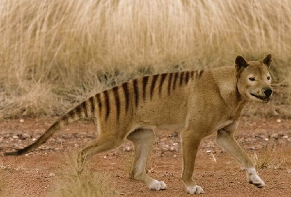 Вслед за мамонтом и птицей додо ученые хотят оживить тасманийского волка