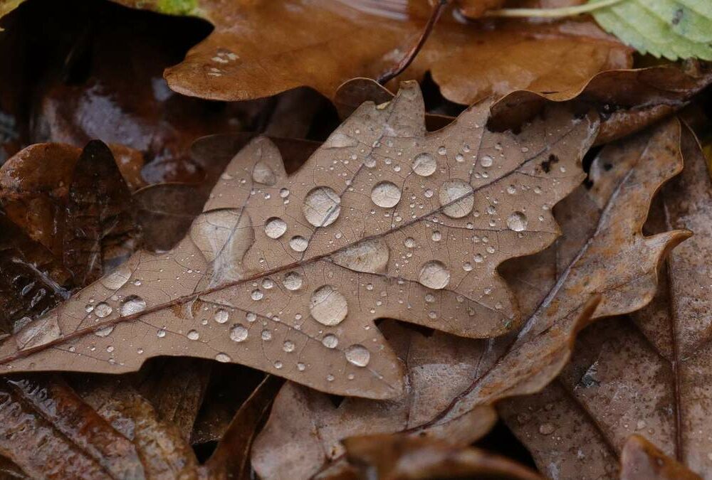 Стає тепліше: прогноз погоди в Україні.