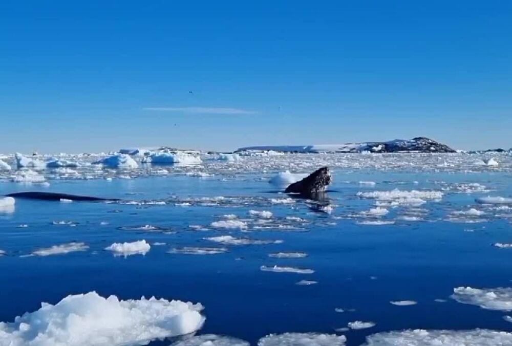 Полярники показали кита-шпиона в Антарктике