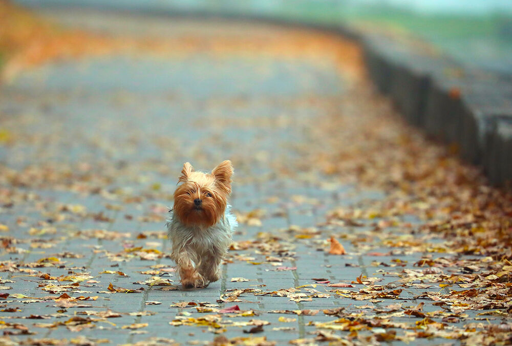 Прогноз погоды: в Украине похолодает и пройдут дожди Прогноз погоды: в Украине похолодает и пройдут дожди