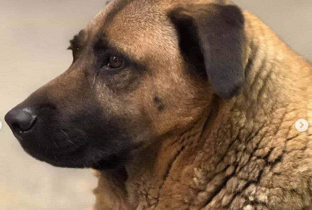 Киевский метрополитен прогнал известного пса Мишу, который прятался от обстрелов под землей