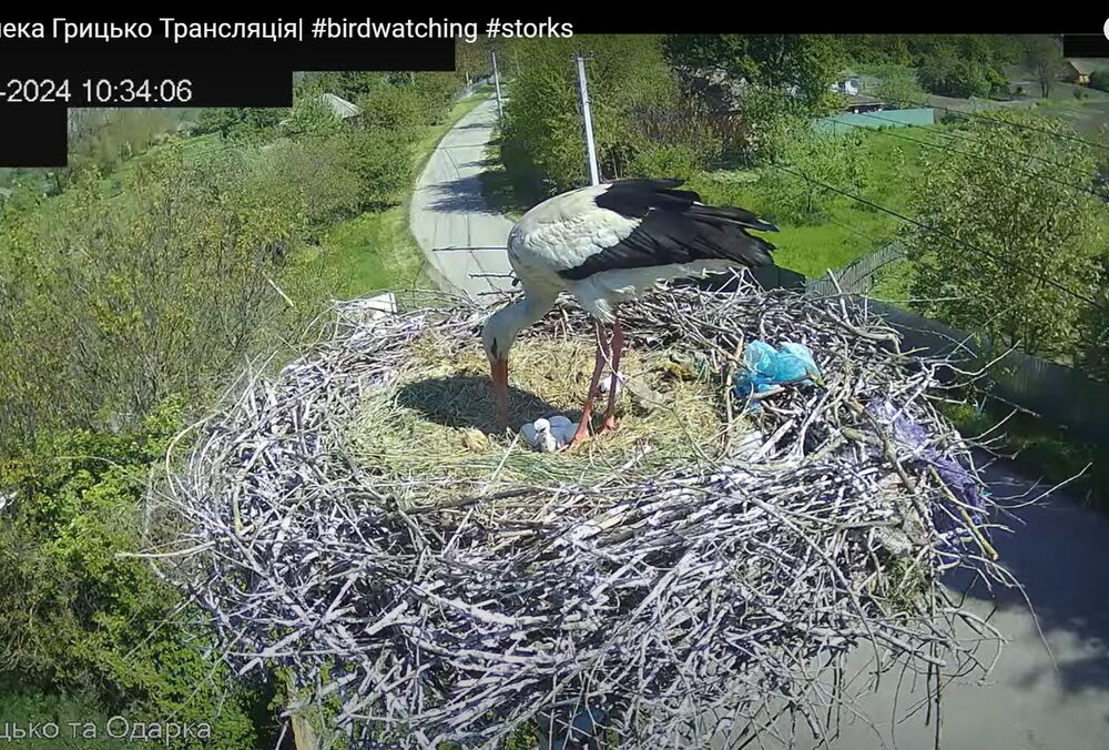 У аистов Грицько и Одарки вылупился первый птенец: фото, видео