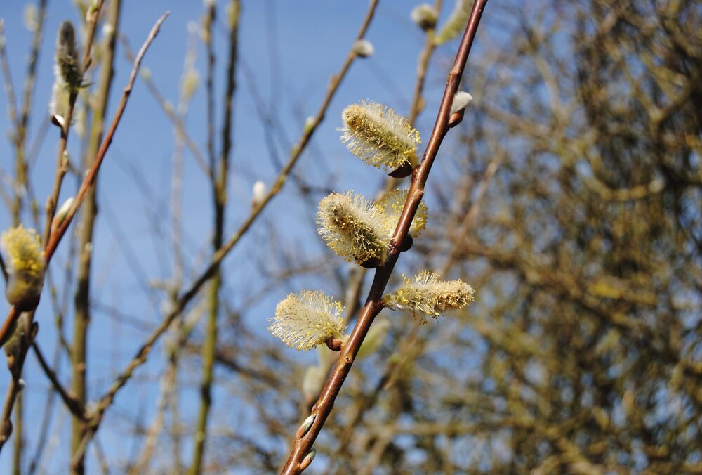 Погода в Україні: температура поступово підвищується