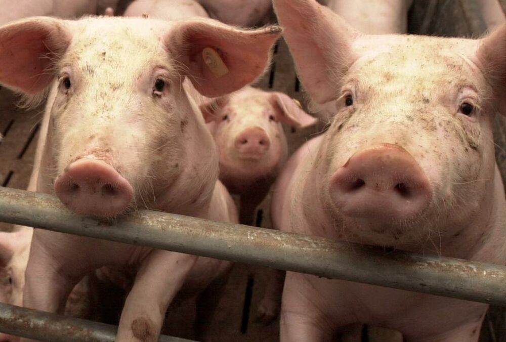 Африканская чума свиней поражает три украинских региона