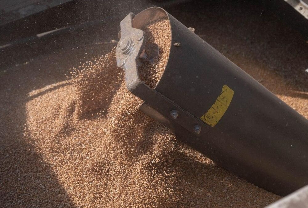 СМИ: в мире резко подорожала пшеница в связи с закрытием РФ ”зернового коридора”