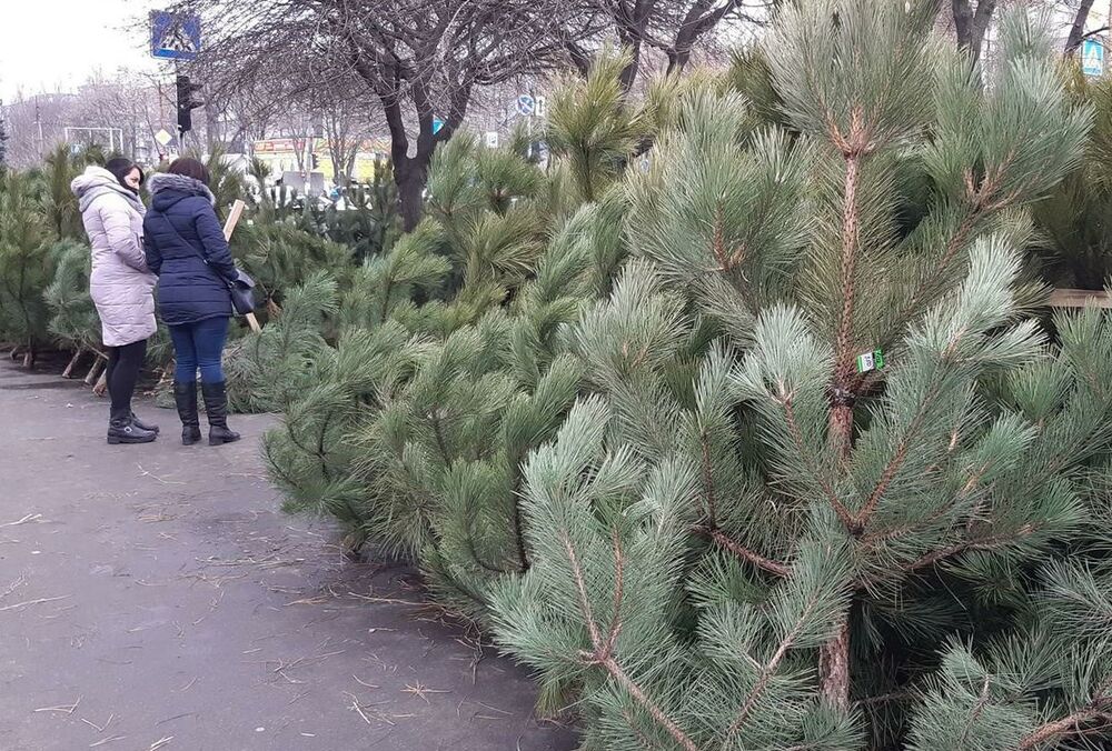 В Украине открылись елочные базары: во сколько обойдется новогоднее дерево
