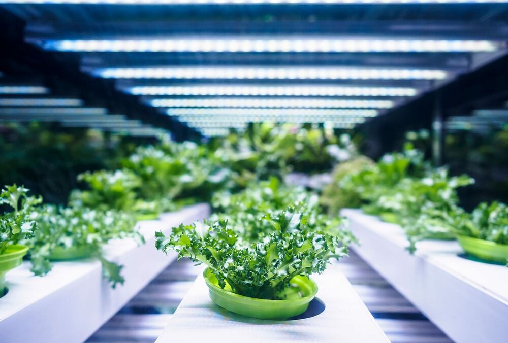 В Дании открыли крупнейшую в Европе вертикальную ферму В Дании открыли крупнейшую в Европе вертикальную ферму