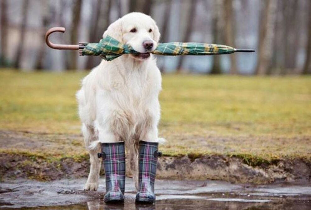 Прогноз погоди в Україні: дощі посилюються