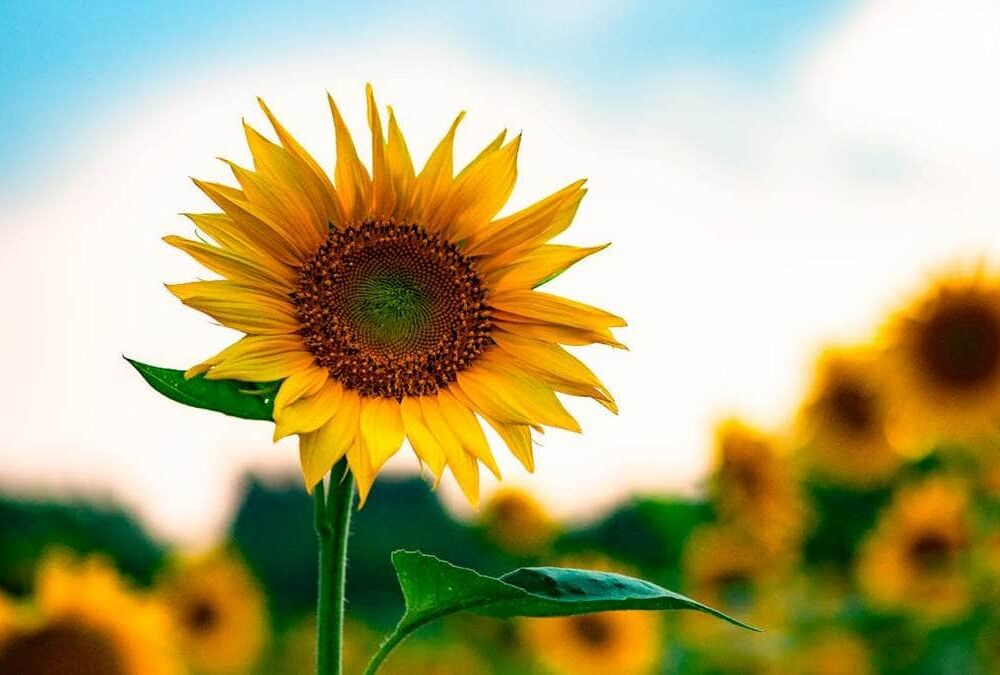 Синоптики спрогнозировали погоду в августе