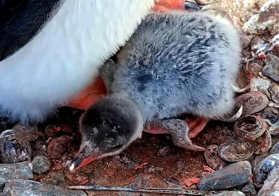 На станції Академік Вернадський вилупився перший у цьому сезоні пінгвін