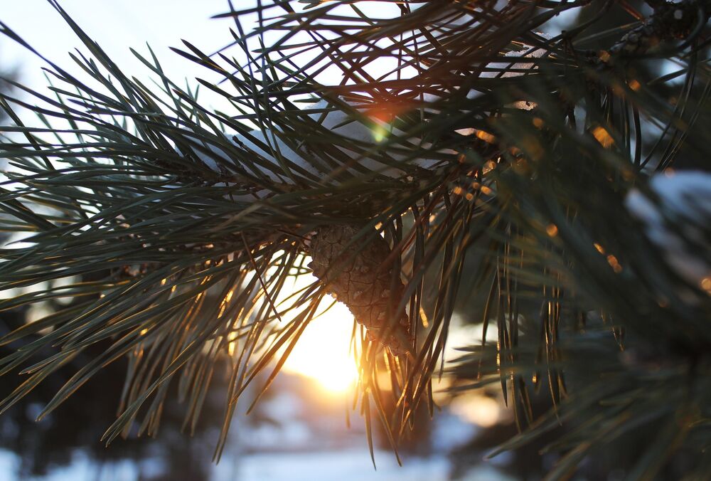 Снігопади на паузі: прогноз погоди в Україні