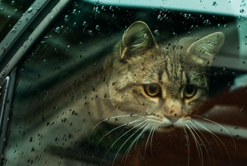 Погода в Україні: де сьогодні стане тепліше