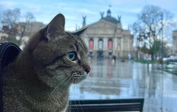 Кіт-блогер Степан повернувся в Україну