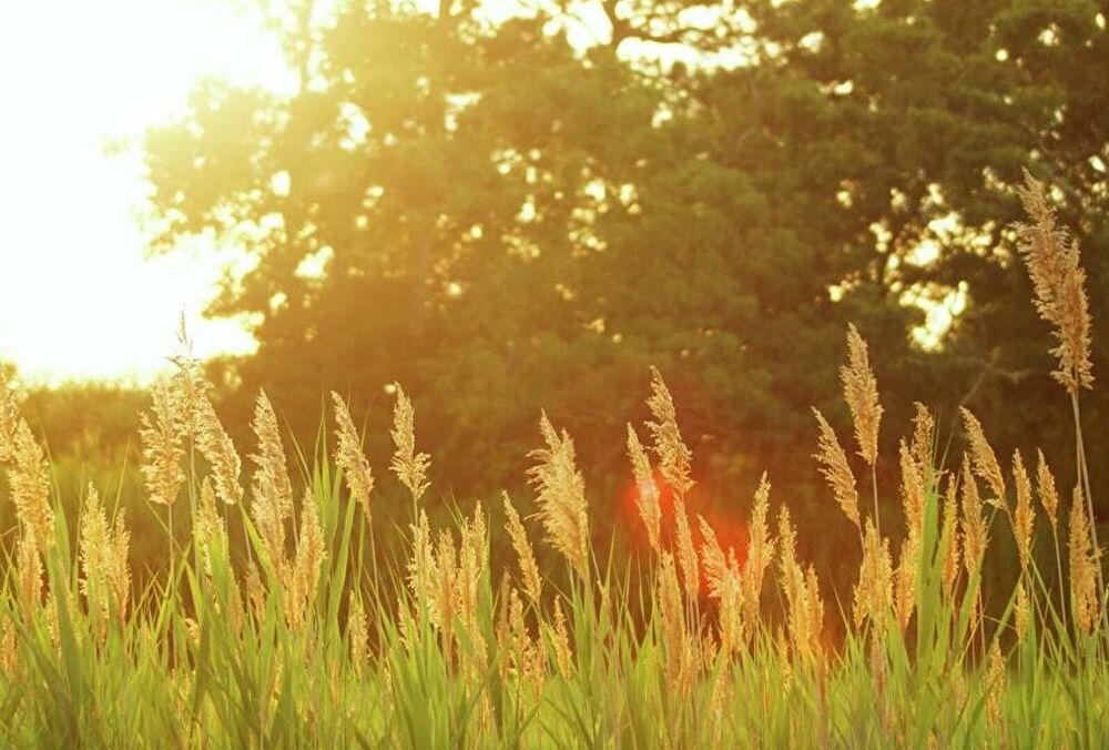 Без аномальної спеки: синоптик спрогнозувала, яким буде літо в Україні