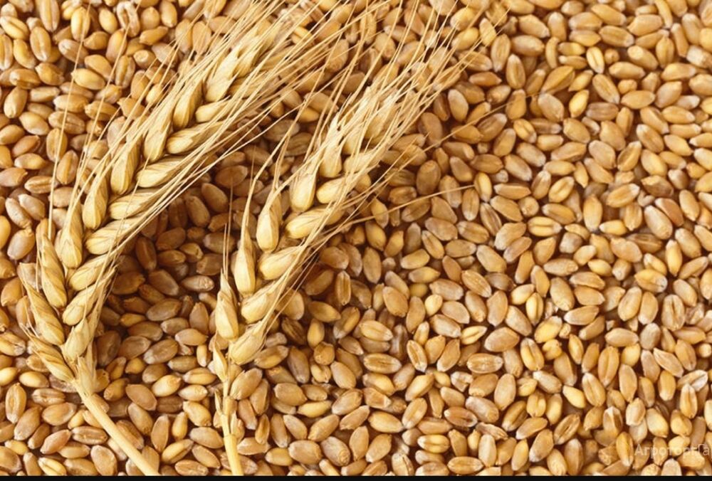 Експорт українського зерна через Польщу зріс на 50%