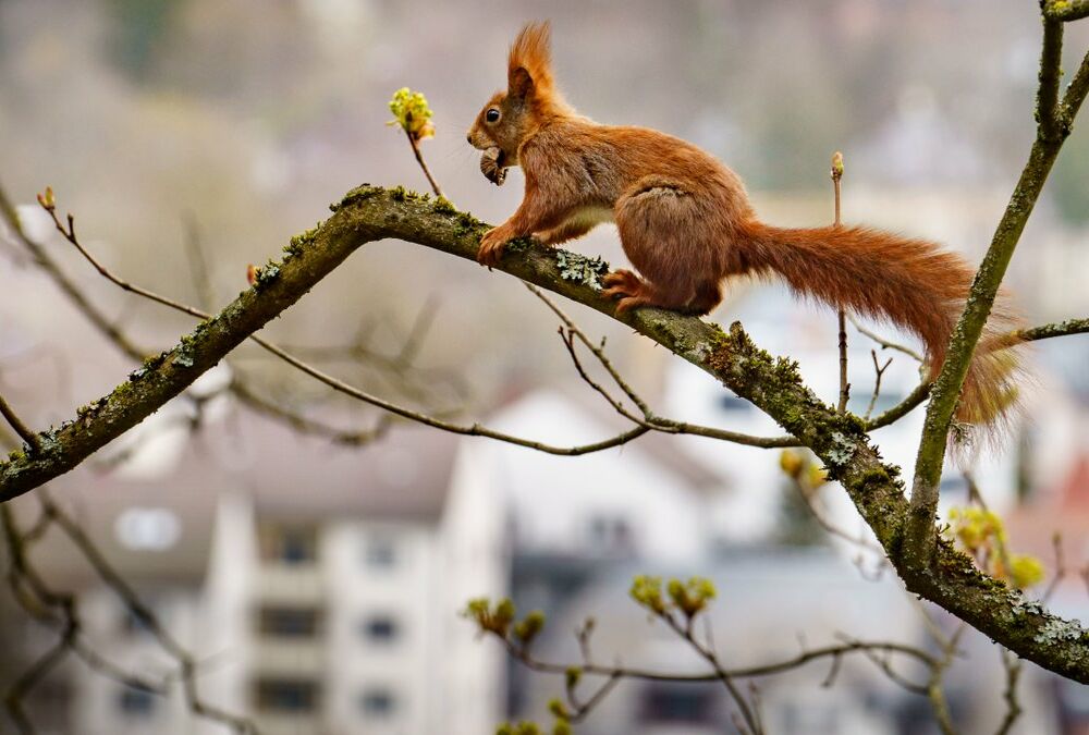 Попередження синоптиків: в Україну може повернутися сніг