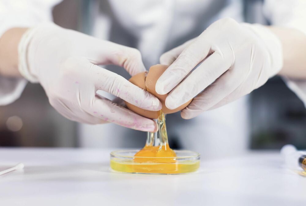 В Швеции массово уничтожают кур из-за вспышки сальмонеллеза