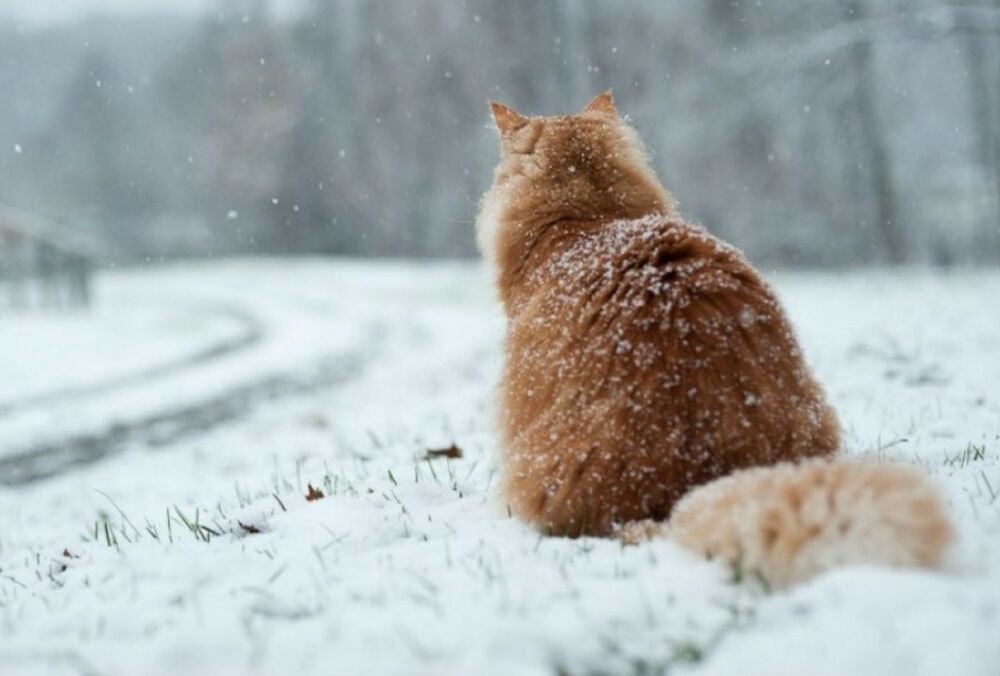 Погода в Україні: синоптики попередили про снігопади