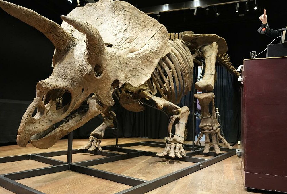 На аукціоні в Парижі з молотка пішов трицератопс